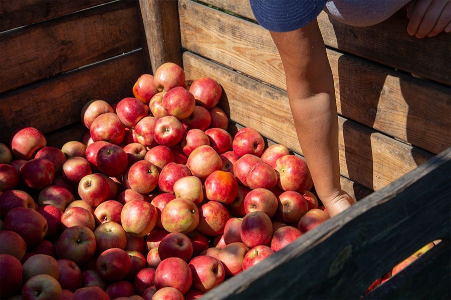 41+ Weinberger Gärten Meckenheim, Kabupaten magelang memiliki